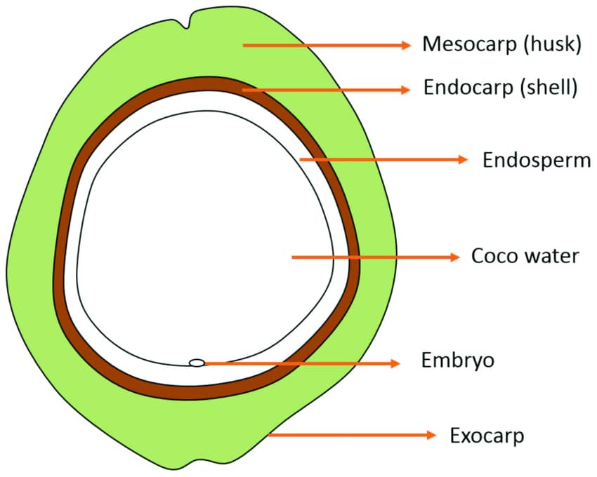 Coconut diagram